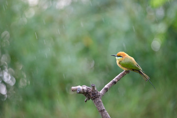 beautiful bird Chestnut headed Bee eater on a branch.(Merops leschenaulti) with green background