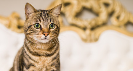 Beautiful short hair cat lying on the bed at home