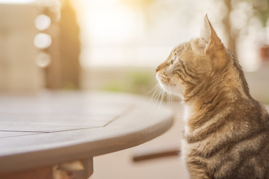 Cute short hair at the garden sittion on a chair outdoors, playing outside on a sunny day