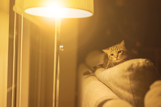 Beautiful short hair cat lying on the sofa at home
