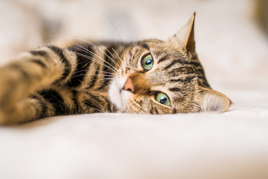Beautiful short hair cat lying on the bed at home