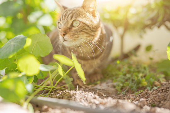 Beautiful short hair cat playing with plants at the garden on a sunny day at home