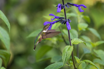 Hummingbird getting nectar from flower