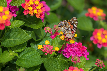 Painted lady butterfly feeding at lantana flowers