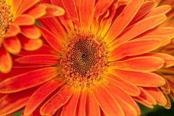 Close up of bright orange gerbera daisy flower