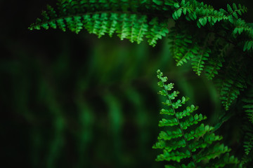 Green leaves fern