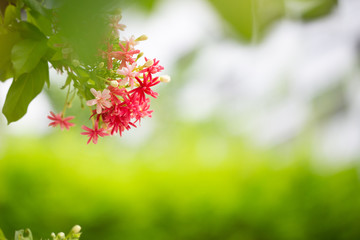 Rangoon Ceeper flower