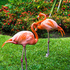 Pink flamingos on the background of pink flowers at a Mexican resort