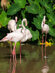 Flamingo is the most beautiful in the world