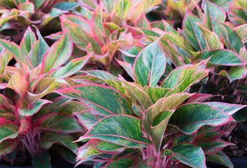Obraz premium Tropical leaf,Aglaonema ornamental pink,red and green leaves foliage plant at garden,nature texture background