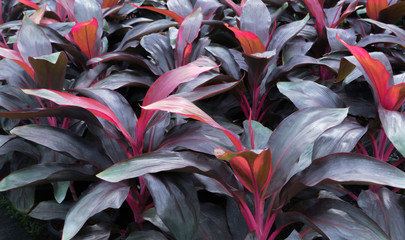 Purple and red leaf of tropical plant in garden,nature pattern background