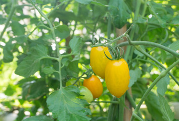 Fresh ripe green tomatoes and yellow tomatoes  plant organic vegetable with droplets hanging on the vine of tomato tree for cooking or tomato juice high fiber,healthy food.Baby tomato