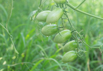 Fresh ripe green tomatoes and yellow tomatoes  plant organic vegetable with droplets hanging on the vine of tomato tree for cooking or tomato juice high fiber,healthy food.Baby tomato