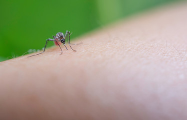 Mosquito sucking blood on human skin, Malaria,Dengue,Chikungunya,Mayaro fever,Dangerous Zica virus,influenza,