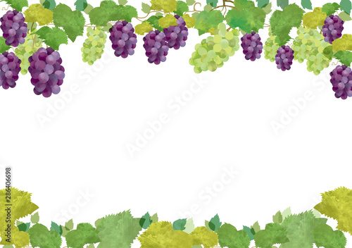 Fototapete ぶどう 10月 フレーム 植物 秋 果物 巨峰 マスカット フレーム Okaka08