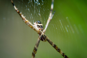Spider