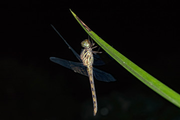 dragonfly on green leaf