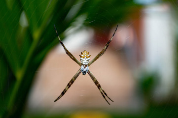 spider on web