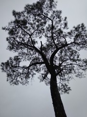 silhouette of a tree against blue sky