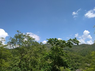 landscape with trees and blue sky