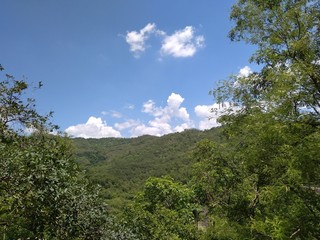Landscape trees and hill