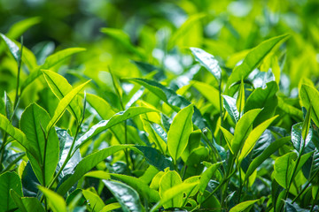 Tea Leaves At Tea Garden, Munnar Kerala