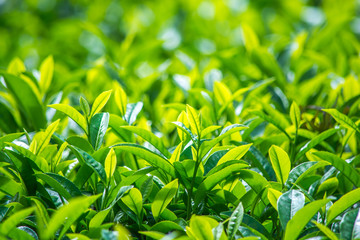 Obraz premium Fresh Green Tea Leaves, Munnar Kerala