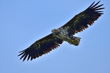 Fototapeta na wymiar 青空バックに悠然と飛ぶオジロワシ幼鳥の雄姿＠北海道