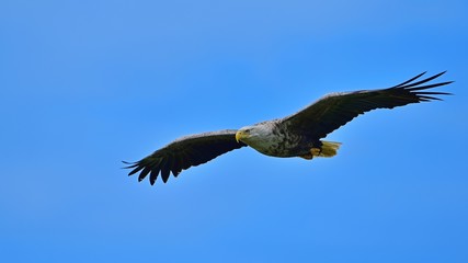 青空バックに悠然と飛ぶオジロワシ成鳥の雄姿＠北海道
