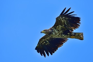 青空バックに悠然と飛ぶオジロワシ幼鳥の雄姿＠北海道