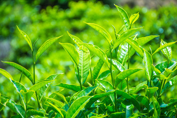 Fresh Tea Leaves At Tea Garden