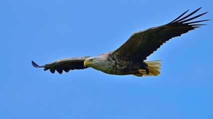 Fototapeta premium 青空バックに悠然と飛ぶオジロワシ成鳥の雄姿＠北海道