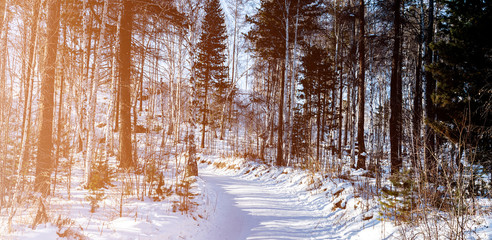 Fototapeta premium Trail in pine forest with snow and soft sunlight