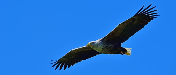 青空バックに悠然と飛ぶオジロワシ成鳥の雄姿＠北海道