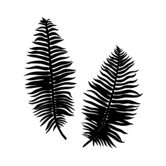 Black fern Leaf Silhouette isolated on white background. Vector Illustration