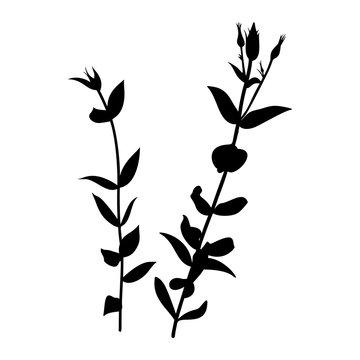 Black Silhouette of eustoma plant isolated on white background. Vector Illustration