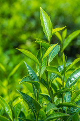 Fototapeta na wymiar Fresh Green Tea Leaf Background