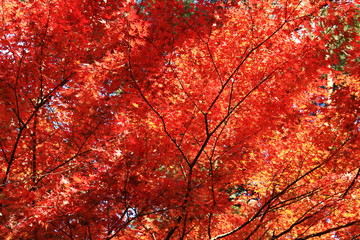 秋の伊豆修善寺　目に染む紅葉　