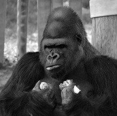 Silver back gorillas are ground-dwelling, predominantly herbivorous apes that inhabit the forests...