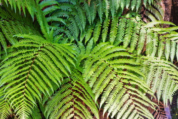 Background image of fresh bright green fern fronds in New Zealand bush.