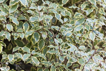 Background image of Pittosporum tenuifolium 'Variegata' leaves, native to New Zealand.