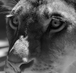 Lion is one of the four big cats in the genus Panthera, and a member of the family Felidae. With...