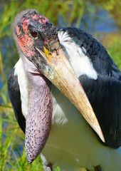 The Marabou Stork, Leptoptilos crumeniferus, is a large wading bird in the stork family Ciconiidae....