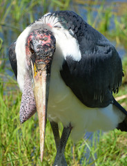 The Marabou Stork, Leptoptilos crumeniferus, is a large wading bird in the stork family Ciconiidae....