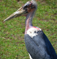 The Marabou Stork, Leptoptilos crumeniferus, is a large wading bird in the stork family Ciconiidae....