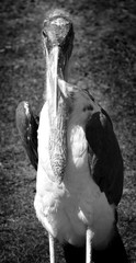 The Marabou Stork, Leptoptilos crumeniferus, is a large wading bird in the stork family Ciconiidae....