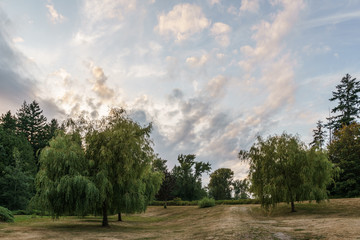 Summer landscape of green forest and meadow with large trees in the park cloudy sky.