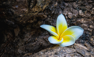 Plumeria or Frangipani flower on timber.