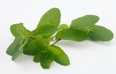mint leaf