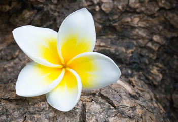 Plumeria or Frangipani flower on timber.
